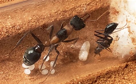 buy live ants with queen.